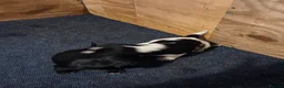 Sprocker dogs for sale: Sprocker puppies for sale  in Holyhead - Advert 8