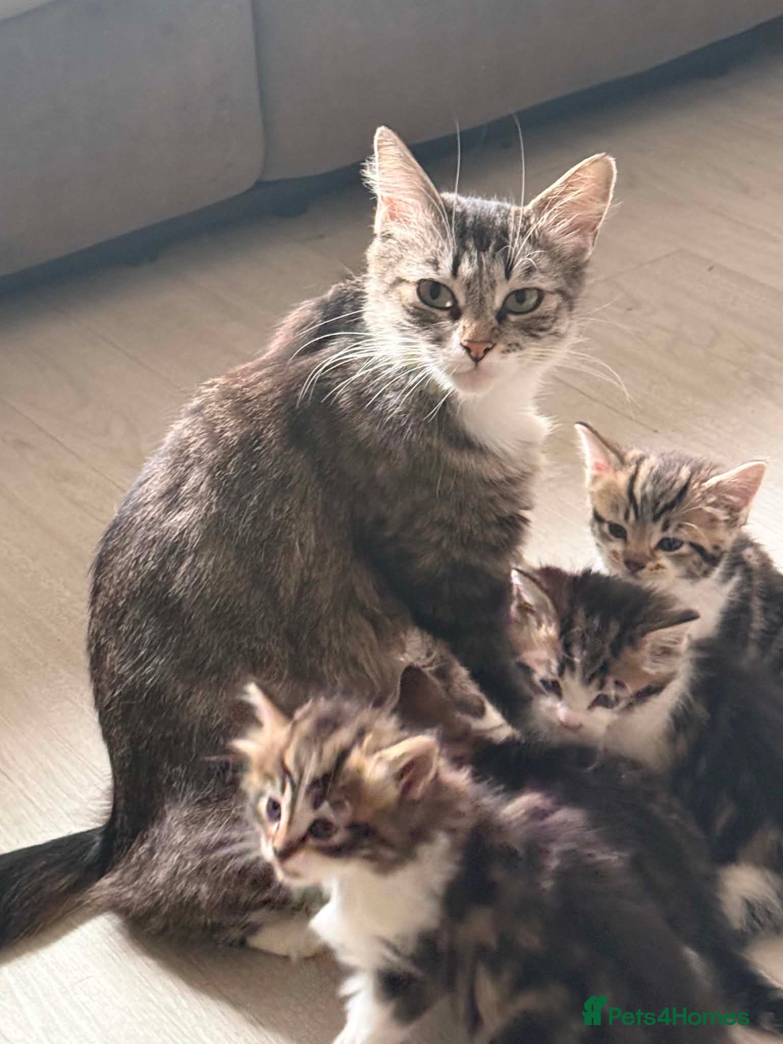 Maine Coon cats Beautiful Bengal/maine coon cross - Advert 1