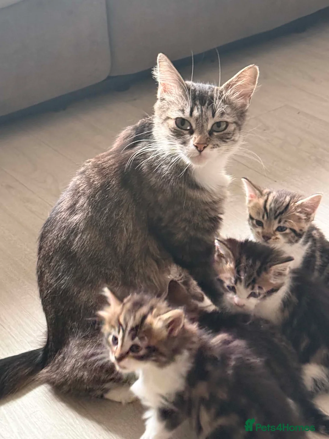 Maine Coon cats for sale: Beautiful Bengal/maine coon cross - Advert 1