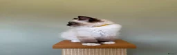 Ragdoll cats for sale: Beautiful Ragdoll Kittens - Advert 6