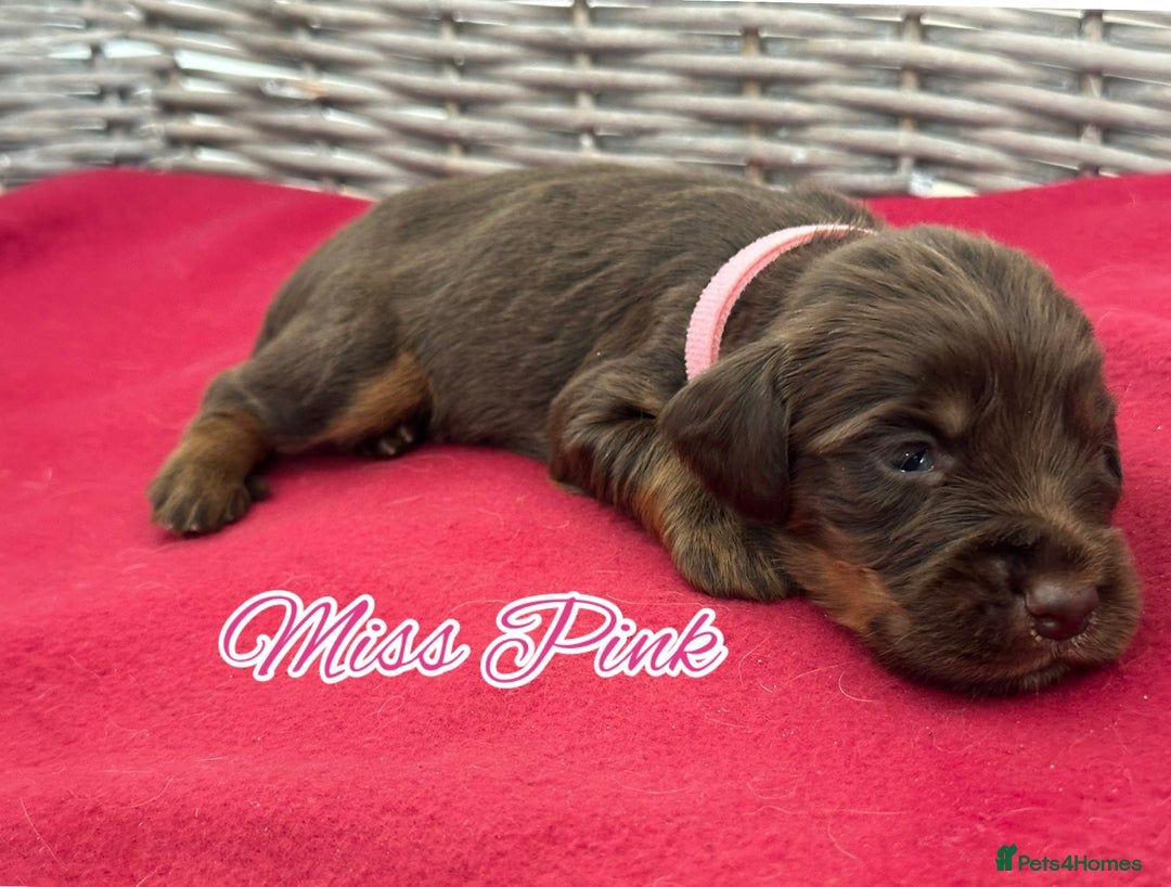 Sprocker dogs for sale: ⭐️Fully Health Tested F1 Sprocker Spaniel Puppies - Advert 7