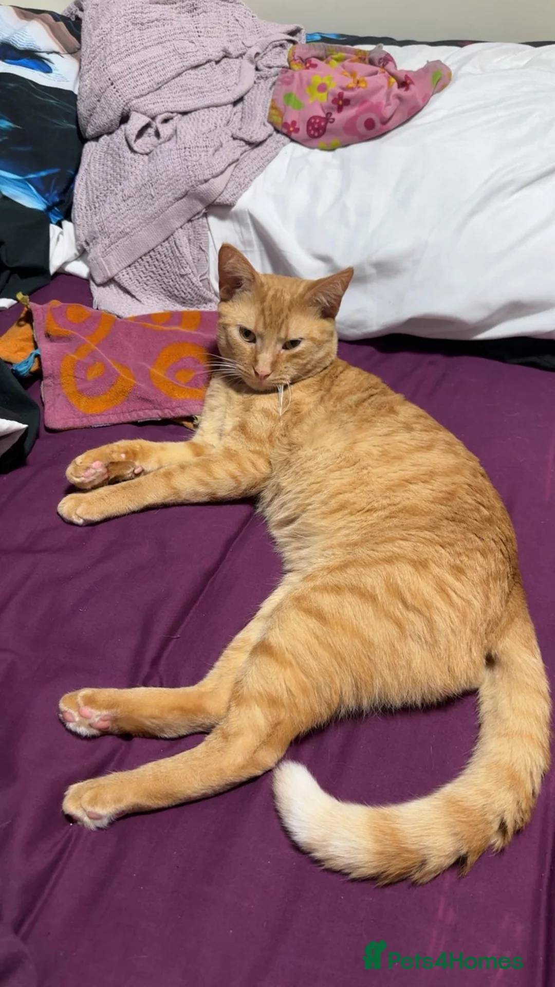 Domestic Shorthair cats for sale: Beautiful Ginger Boy - Advert 1