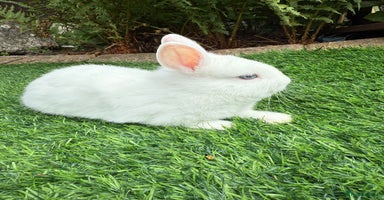 Netherland Dwarf rabbits - Advert 11