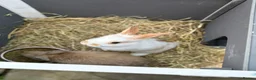 Mixed Breed rabbits for sale: Two rabbits for sale male / female  in Durham - Advert 4