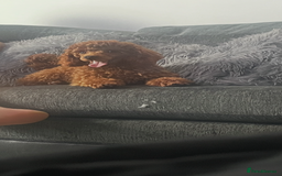 Toy Poodle dogs for sale: Kc Toy Poodle for sale  - Image 4