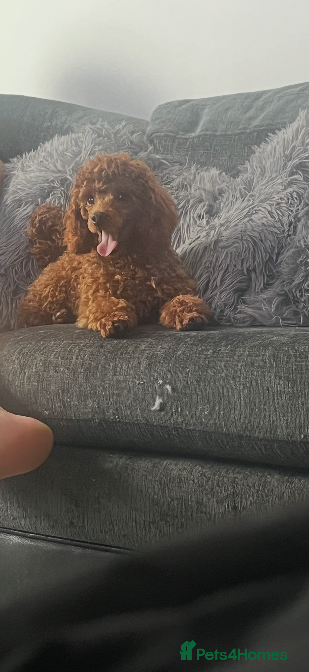 Toy Poodle dogs for sale: Kc Toy Poodle for sale  - Image 4