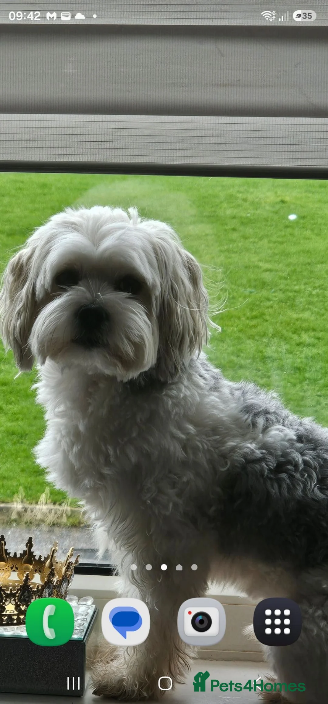 Morkie dogs for stud: Morkie stud available  in Halifax - Advert 2