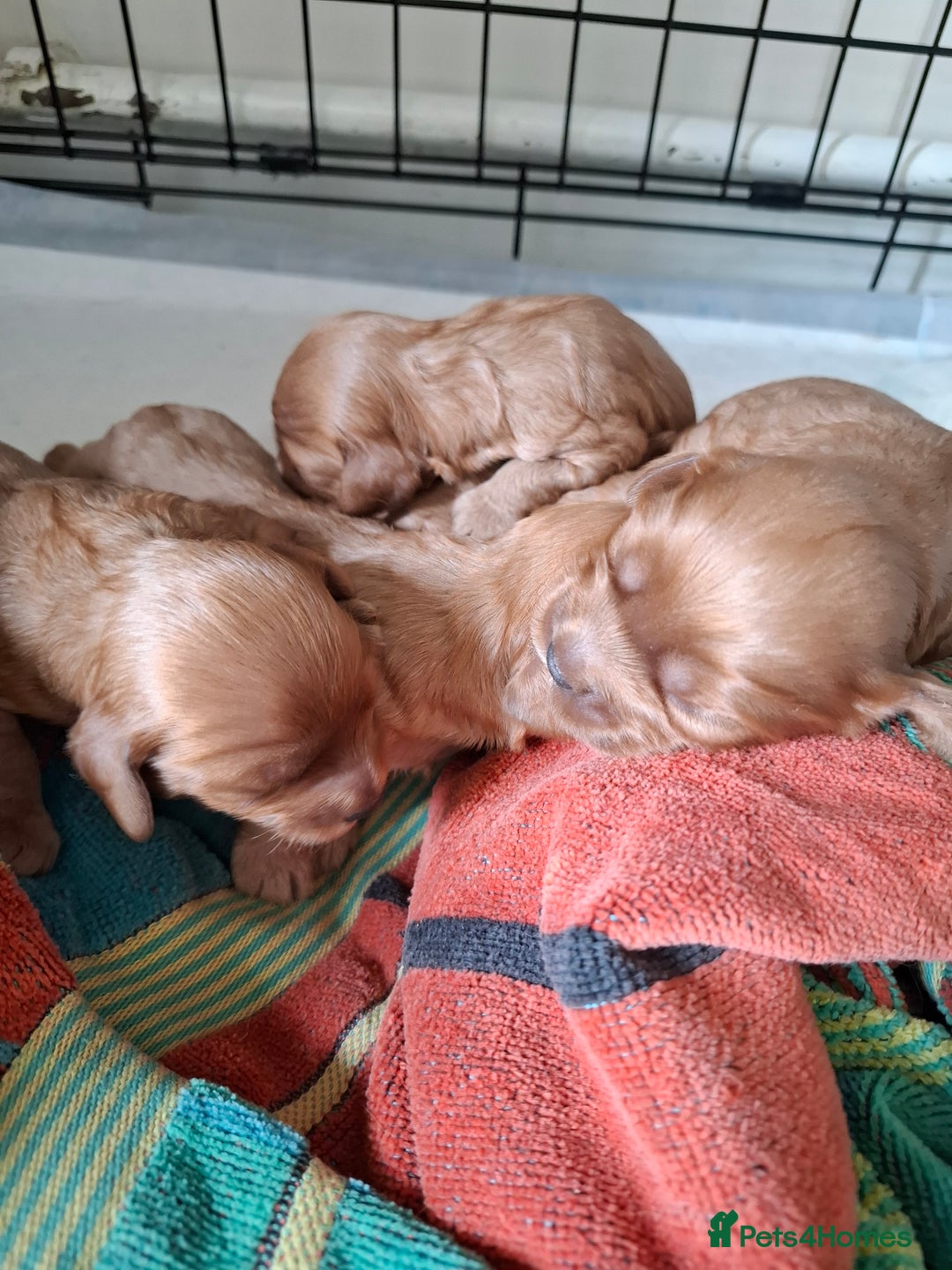 Cavapoo dogs for sale: 5 stunning cavalier puppies  - Image 5