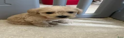 Westiepoo dogs for sale: Beautiful westiepoo puppies  - Advert 31