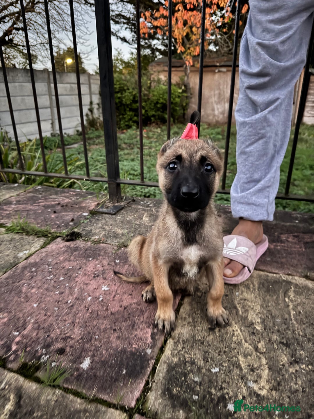 Belgian Shepherd Dog dogs for sale: Beautiful 8-Month-Old Belgian Malinois – “Cali” - Advert 8