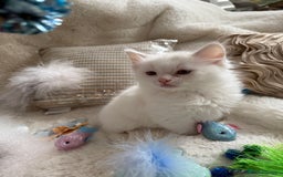 Ragdoll cats for sale: 💙🩷GCCF RAGDOLL KITTENS M&F 9WKS NEUT & SPAYED 🥇 - Image 18