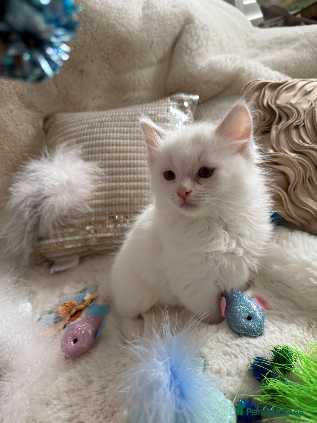 Ragdoll cats for sale: 💙🩷GCCF RAGDOLL KITTENS M&F 9WKS NEUT & SPAYED 🥇 - Image 18