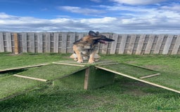German Shepherd dogs for sale: 3 year old German shepherd pure breed  - Advert 10