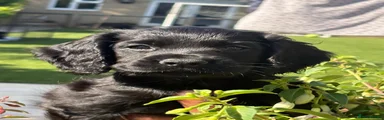 Cocker Spaniel 3
