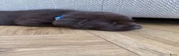 Labrador Retriever dogs for sale: ✨Outstanding Chunky Chocolate Labrador puppies✨ in Cowbridge - Advert 10