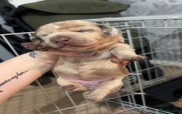 Dachshund dogs for sale: Dachounds - Image 11
