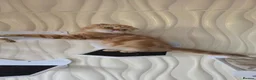 Scottish Fold cats for sale: READY NOW RARE INSTAGRAM KITTENS  - Advert 7