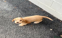 Cocker Spaniel dogs for sale: LAST 3 GIRLS ⭐️⭐️⭐️⭐️⭐️CH BLOODLINES  - Image 8