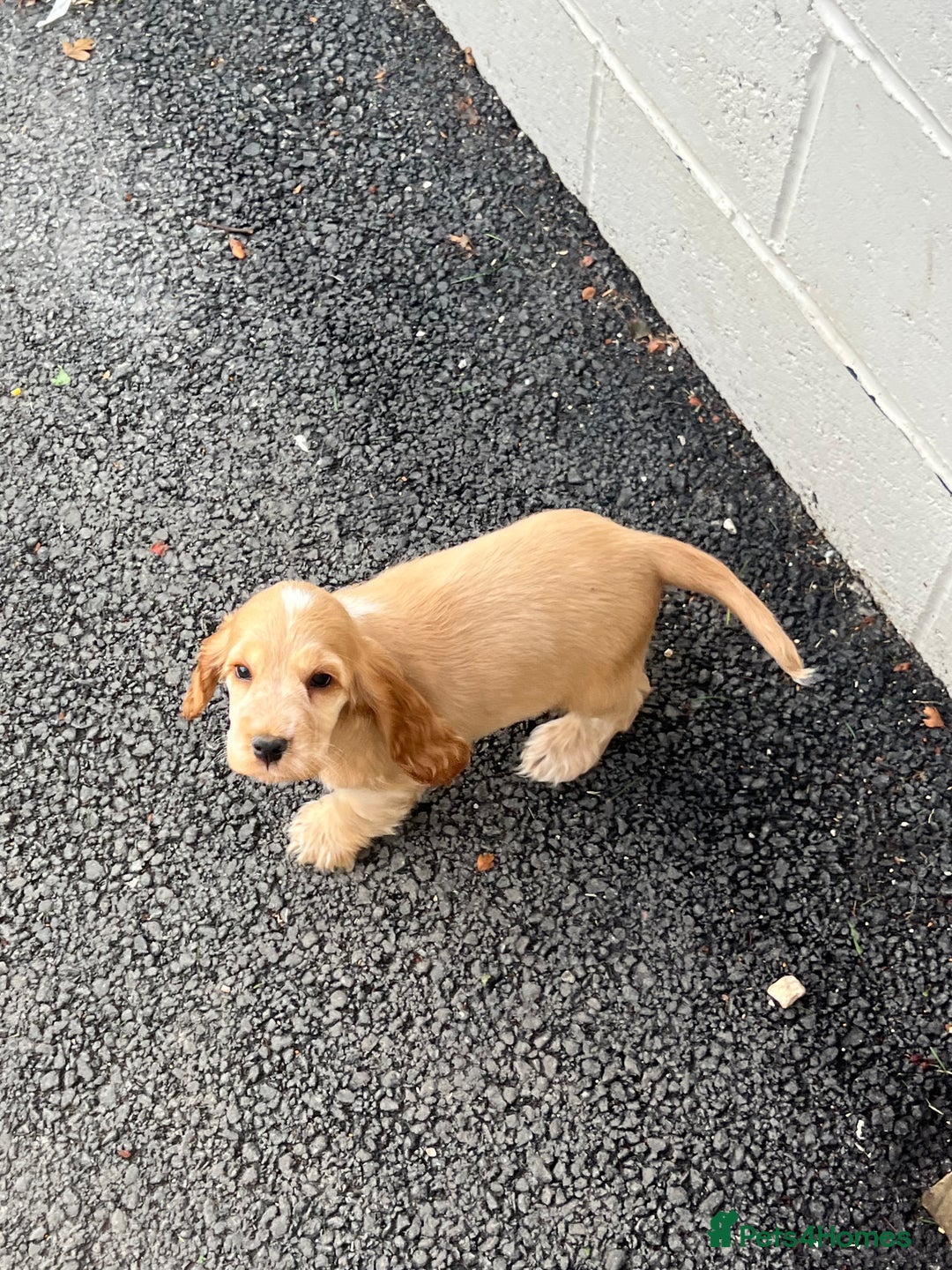 Cocker Spaniel dogs for sale: LAST 3 GIRLS ⭐️⭐️⭐️⭐️⭐️CH BLOODLINES  - Image 8