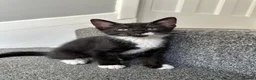 Mixed Breed cats for sale: Gorgeous Siblings Looking for Their Forever Homes - Advert 15