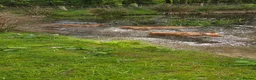 Labrador Retriever dogs for sale: Fox red labradors in Clitheroe - Advert 4