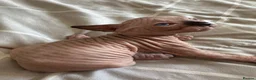 Sphynx cats for sale: *REDUCED* Canadian Sphynx kittens  - Advert 12