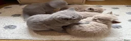 British Shorthair cats for sale: Adorable British Shorthair Kittens  in Coventry - Advert 12