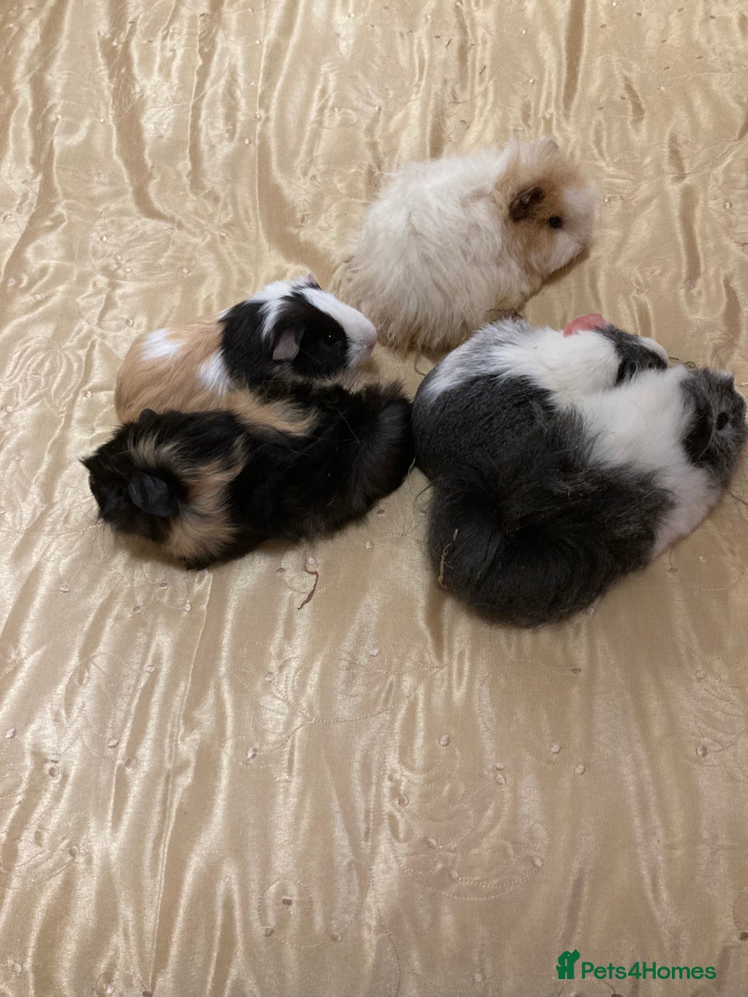Guinea Pig rodents for sale: 5 gorgeous female Guinea pigs for sale - Advert 4
