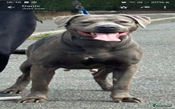 Mastiff dogs for sale: Serbian defense dogs  - Image 8