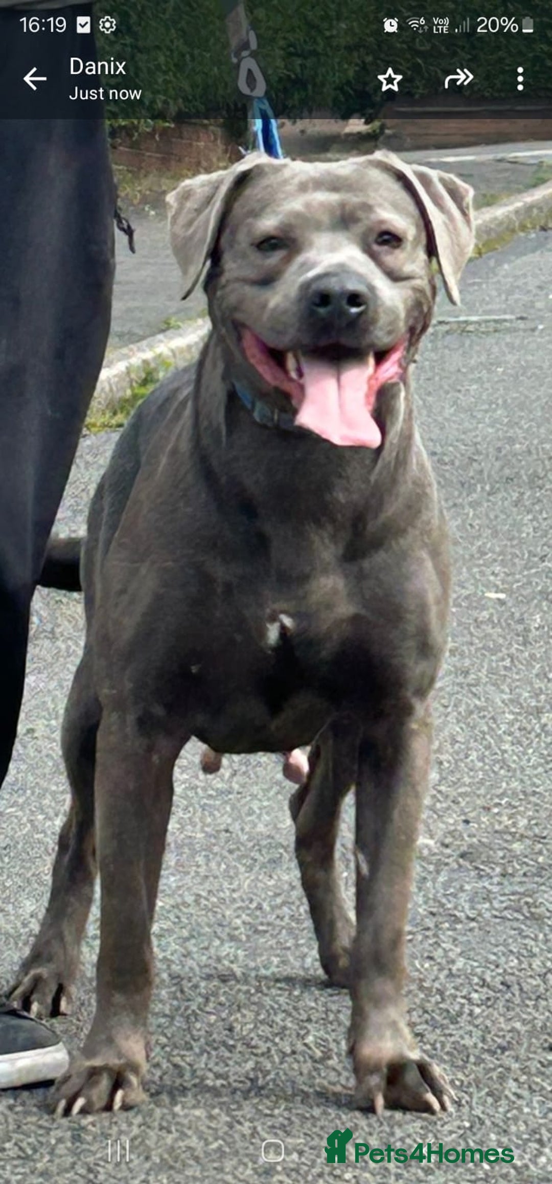 Mastiff dogs for sale: Serbian defense dogs  - Image 8