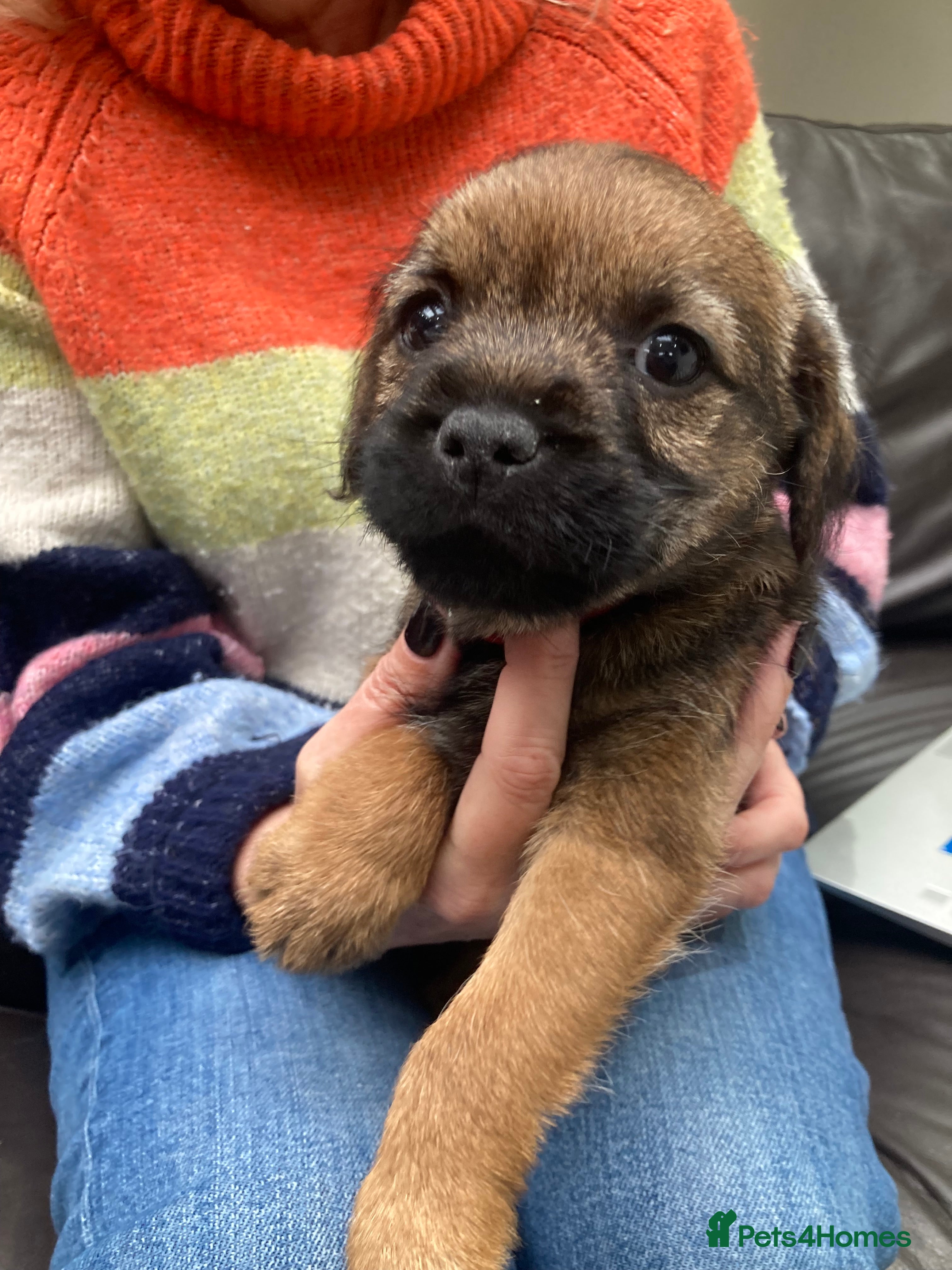 Border Terrier dogs Border Terrier Dog Puppy - Advert 2