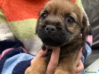 Border Terrier dogs Border Terrier Dog Puppy - Advert 2
