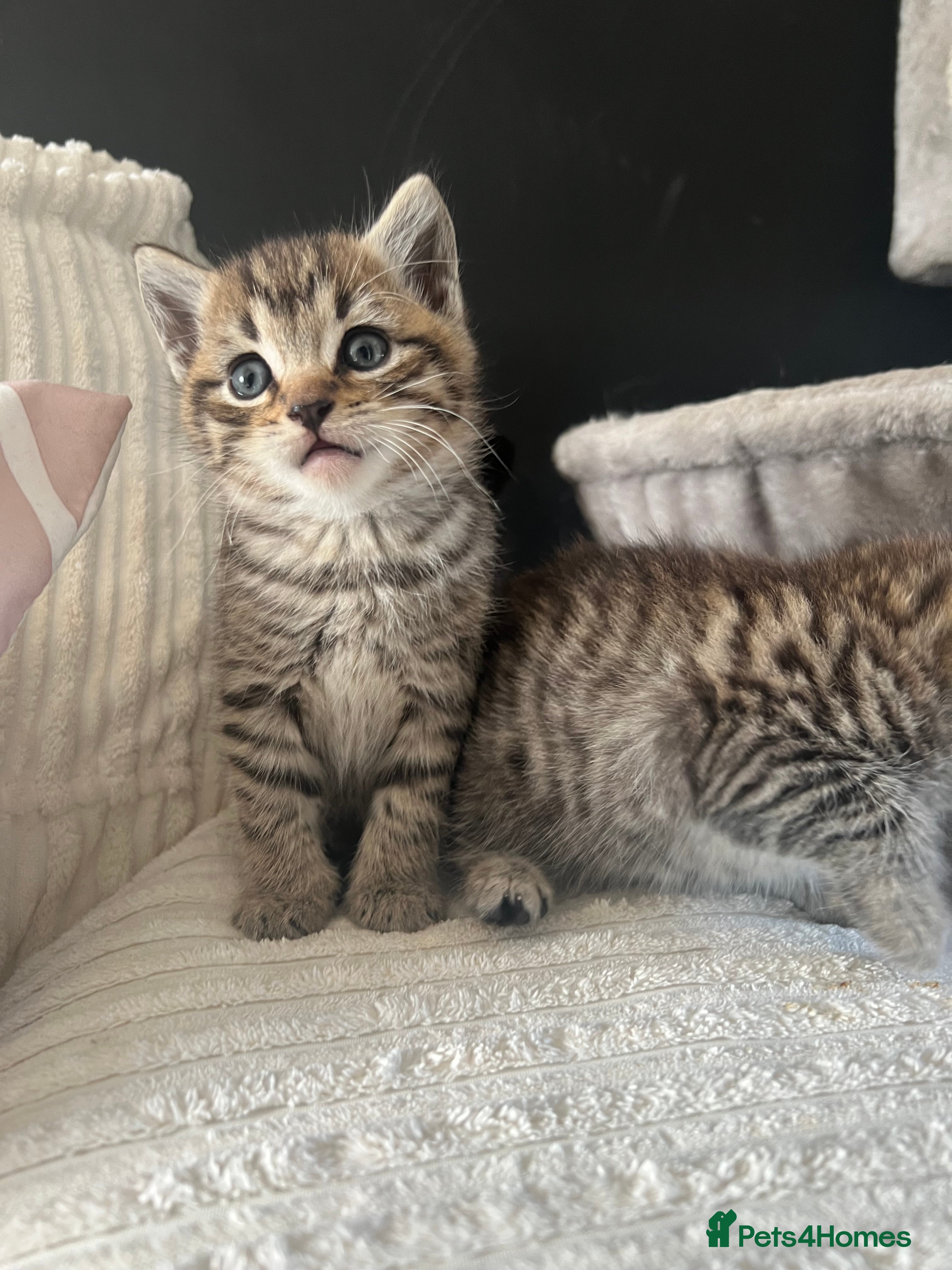 Mixed Breed cats Blue British shorthair x silver tabby  - Advert 1
