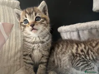 Mixed Breed cats Blue British shorthair x silver tabby - Advert 1