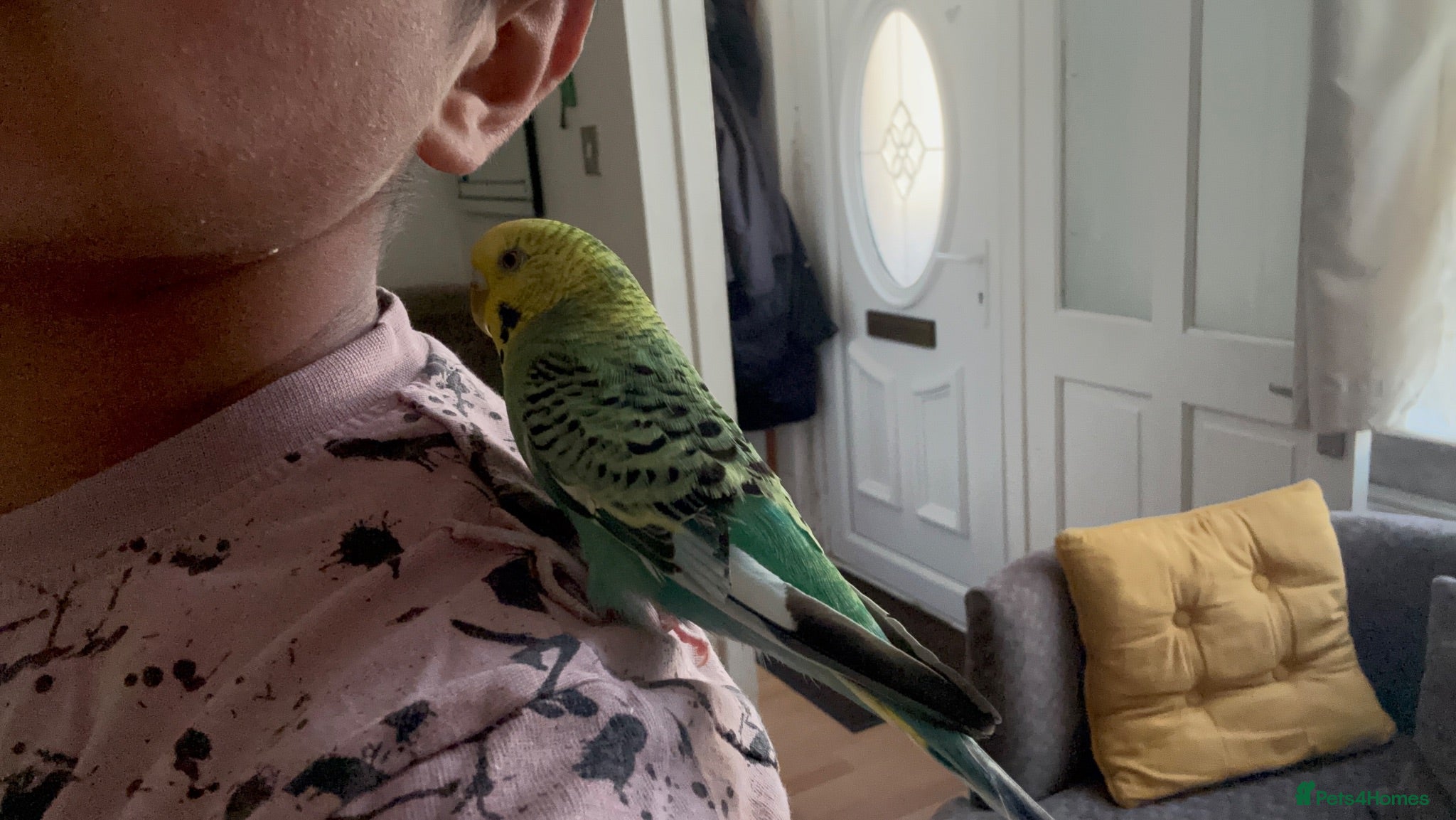 Budgerigars birds A lovely tamed female budgie NO CAGE INCUDED - Advert 1