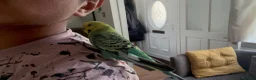Budgerigars birds for sale: A lovely tamed female budgie NO CAGE INCUDED in Rochdale - Advert 1