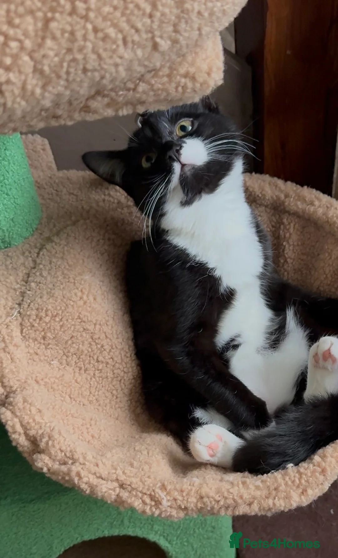 Mixed Breed cats for sale: 6 month old Female kitten in Wellingborough - Advert 1