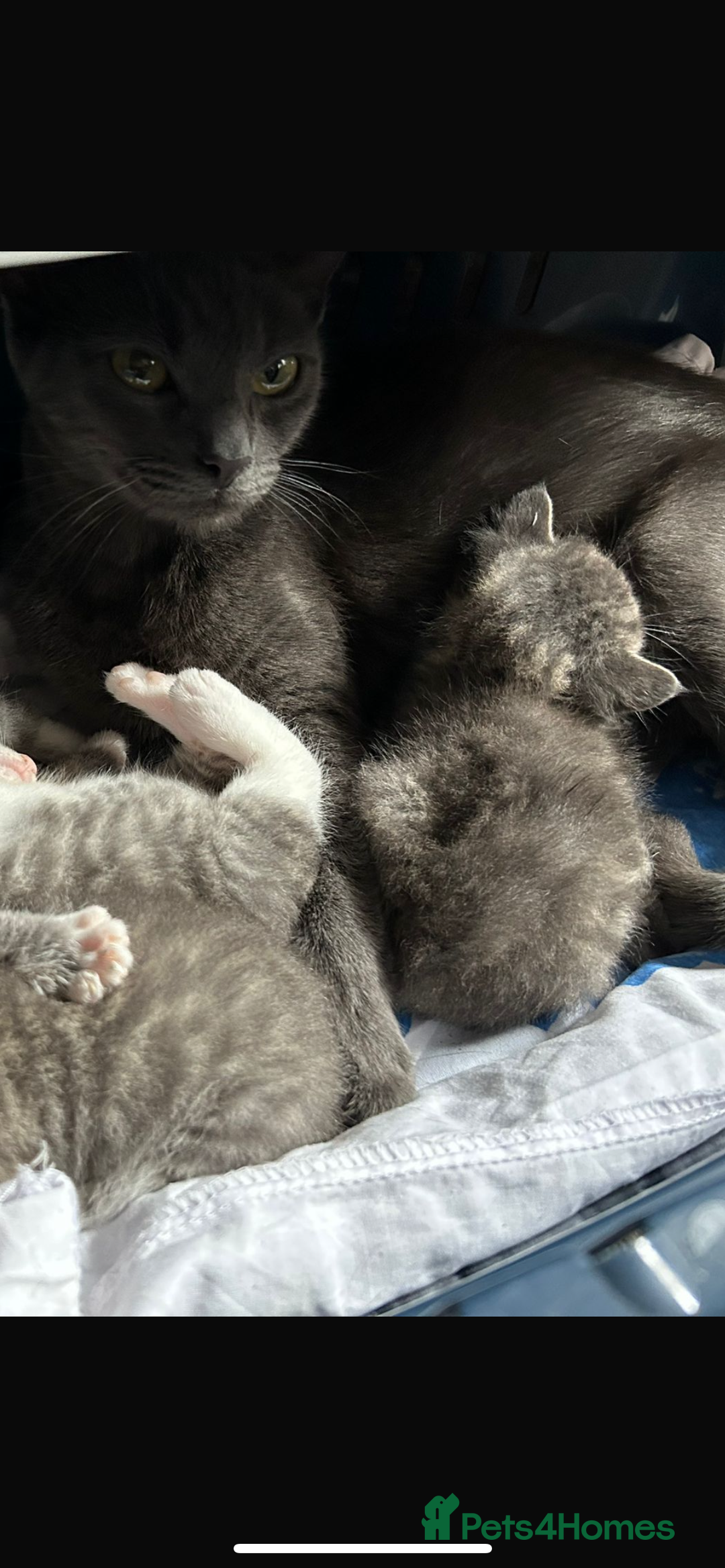 Mixed Breed cats for sale: Cutest tiny silver & gray tabby kittens - Image 5