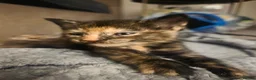 Mixed Breed cats for sale: 3 beautiful babies looking for forever homes - Advert 6