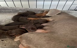 Dachshund dogs for sale: 6 boy dachshund puppies  - Image 4