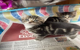 Mixed Breed cats for sale: Maine coon mixed breed - Image 8