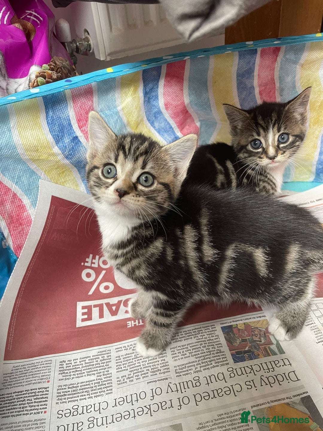 Mixed Breed cats for sale: Maine coon mixed breed - Image 8