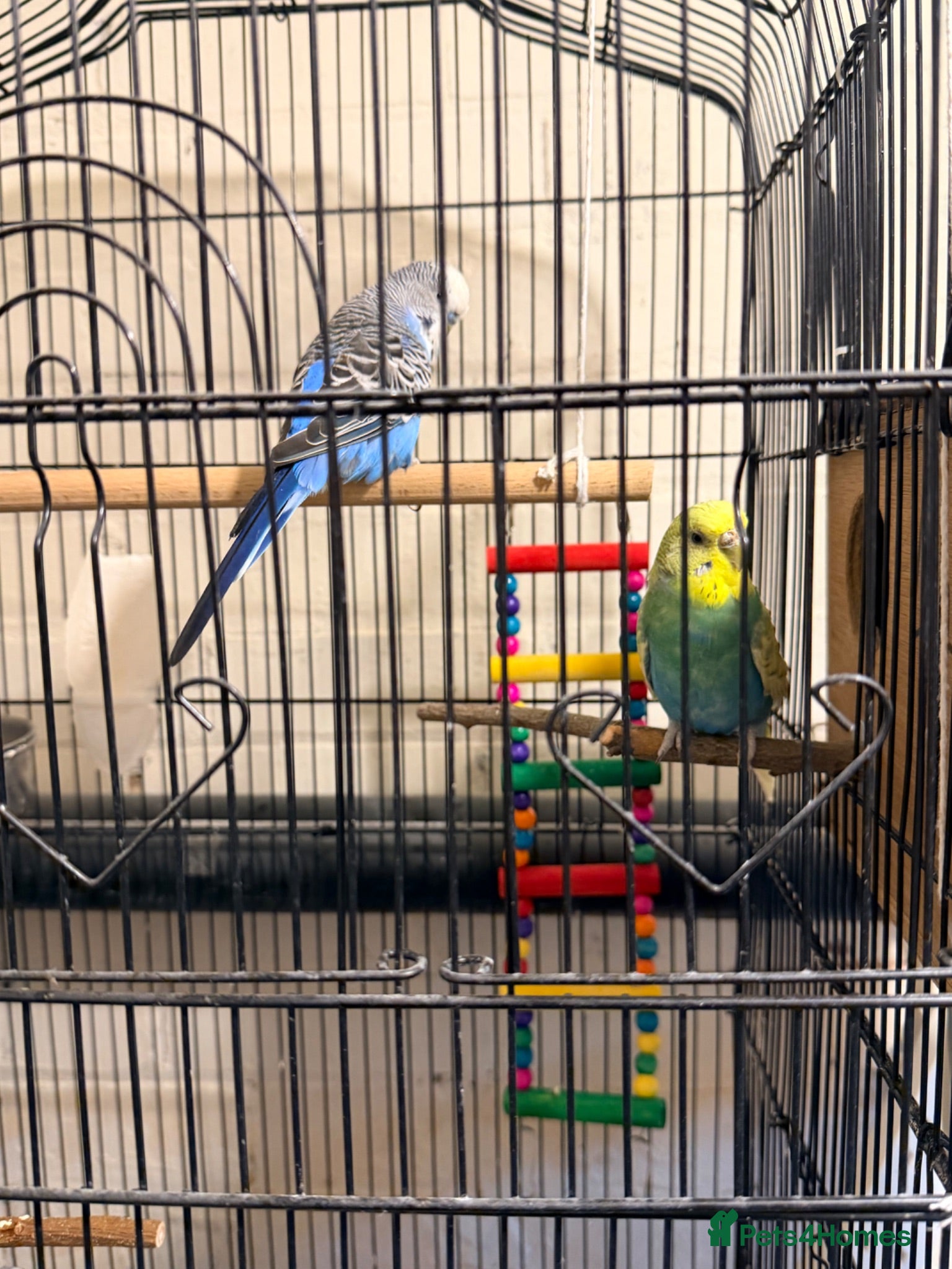 Parrots birds Budgie breeding pair  - Advert 13