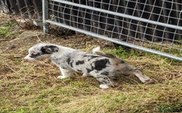 Border Collie dogs for sale: Border Collie puppies  - Image 11