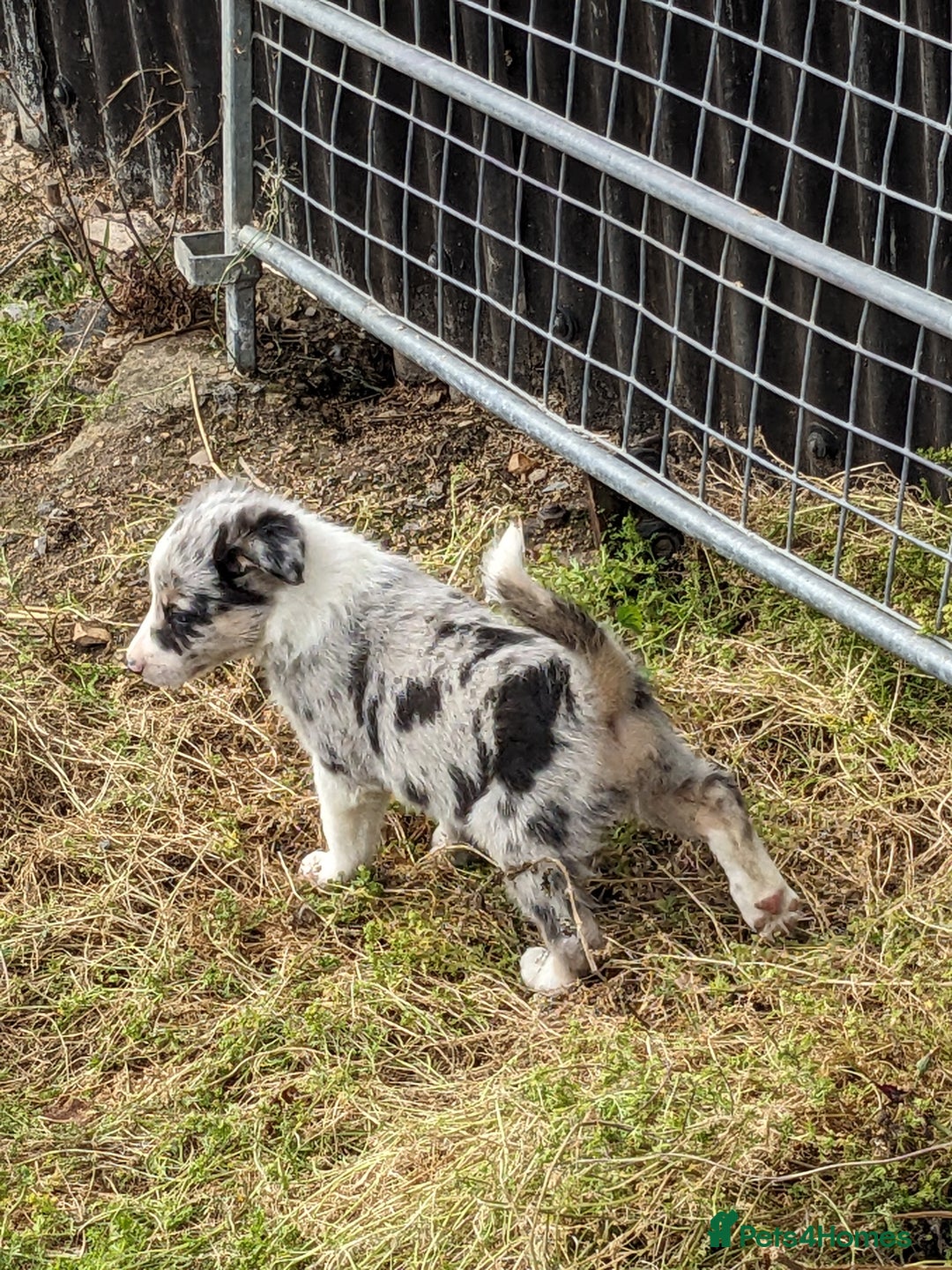 Border Collie dogs for sale: Border Collie puppies  - Image 11