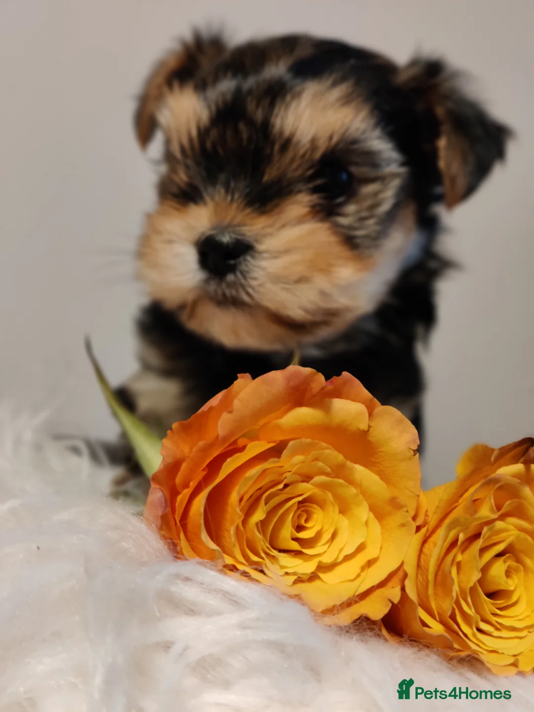 Yorkshire Terrier dogs for stud:  PEDIGREE Yorkshire terrier for STUD  in Hull - Advert 18