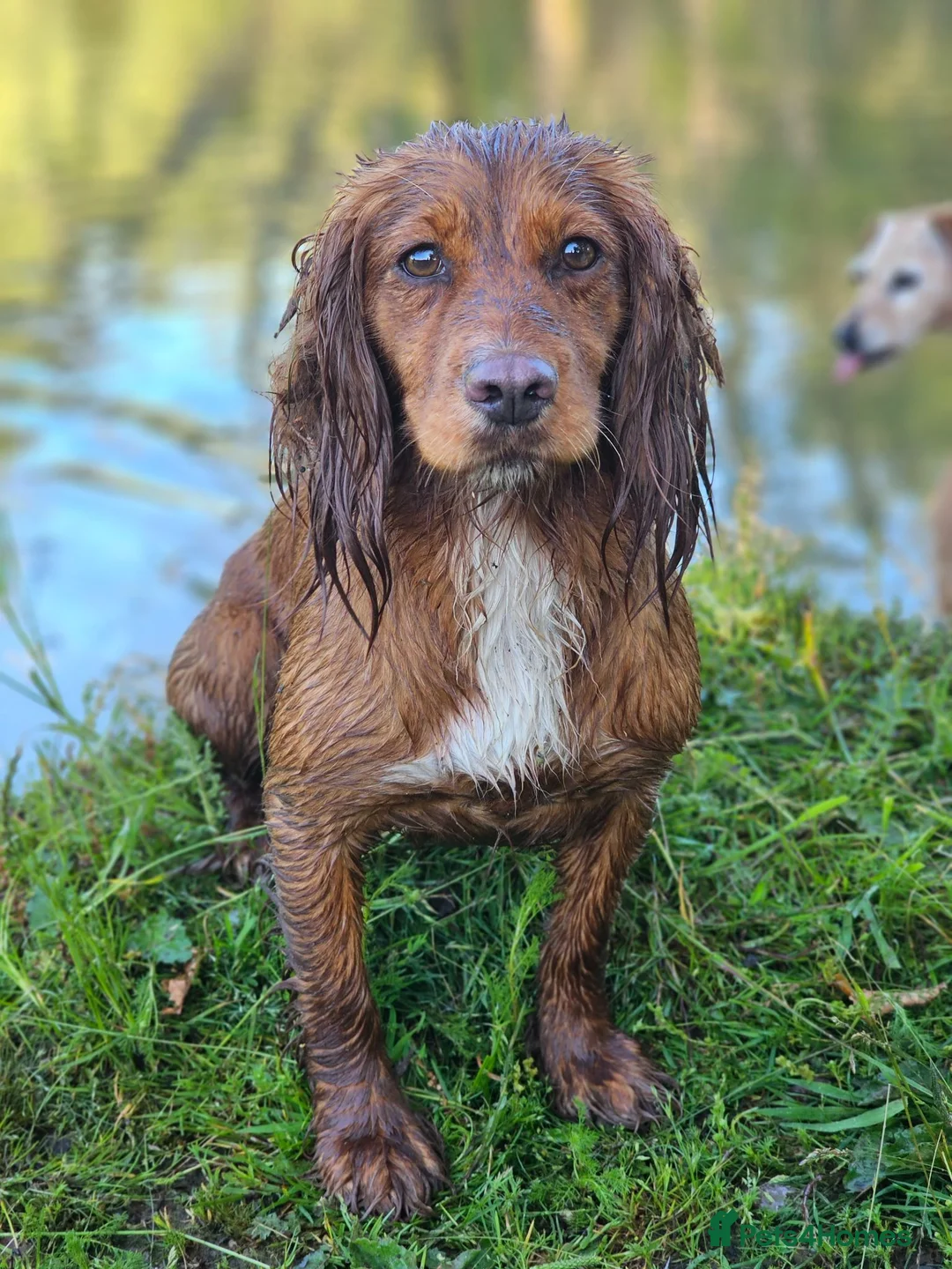 Cocker Spaniel dogs for sale: KC Cocker spaniel puppies - Advert 4