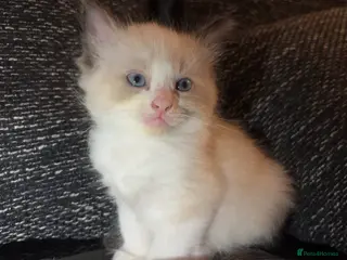 Ragcoon cats Ragdoll/Mainecoon/Tuxedo - Advert 8