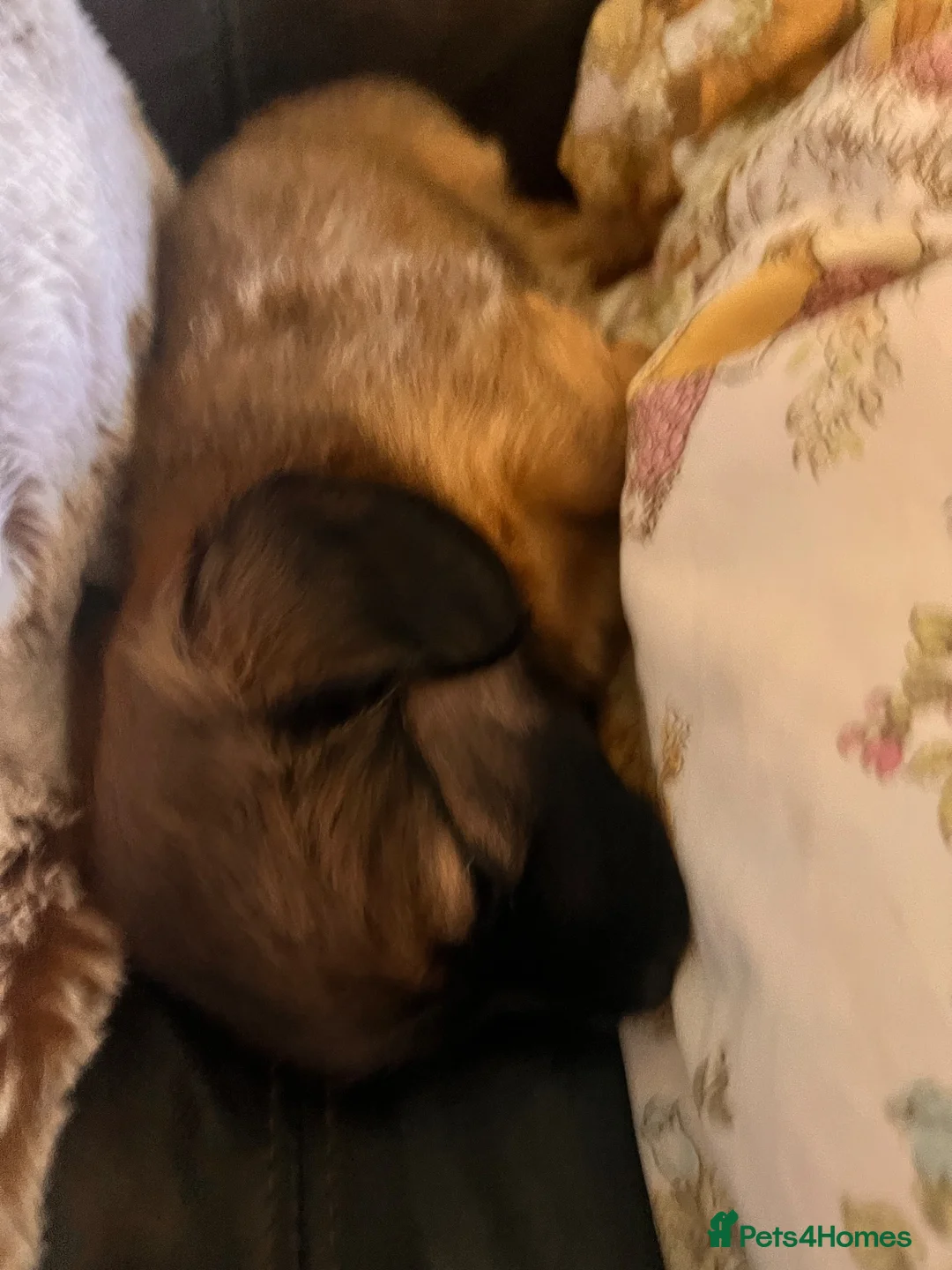Mixed Breed dogs for sale: Miniature Daschund x 1/8th Border Terrier Puppies in Grantham - Advert 2