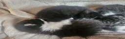 Mixed Breed cats for sale: 4 male kittens - Advert 6